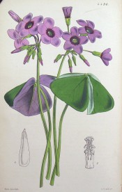 Shown are leaves with 3 leaflets, purple beneath, purple flowers with a deeper centre. Curtis's Botanical Magazine t.4490, 1850.