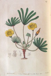 Figured are palmate leaves with up to 12 leaflets and yellow flowers.  Botanical Register f.117, 1816.