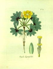 Figured are palmate leaves with up to 7 leaflets and yellow flowers.  Jacquin Oxalis t.72, 1794.