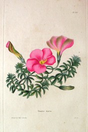 Figured are narrow leaflets crowded around the leaf stem and deep pink flowers.  Loddiges Botanical Cabinet no.213, 1818.