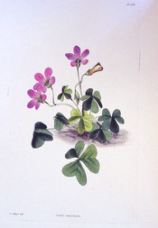 Figured is a low growing plant with trifoliate leaves and purple-pink flowers.  Loddiges Botanical Cabinet no.1780, 1831.