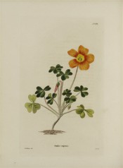 Figured is a low growing plant with trifoliate leaves and copper-coloured flower.  Loddiges Botanical Cabinet no.824, 1824.