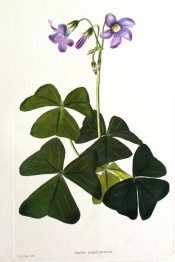 Figured are leaves, with 3 triangular leaflets, and purple-pink flowers.  Loddiges Botanical Cabinet no.1551, 1831.