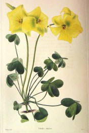 Figured are trifoliate leaves with brown spots and bright yellow flowers.  Loddiges Botanical Cabinet no.1154, 1827.