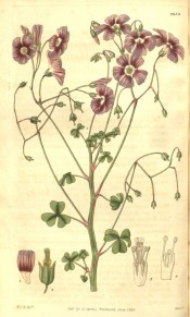 Figured is an erect stem with small trifoliate leaves and mauve-pink flowers.  Curtis's Botanical Magazine t.2830, 1828.