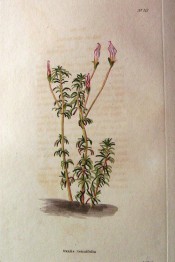 Figured are dense rosettes of leaves and flower buds, white with a purple edge.  Loddiges Botanical Cabinet no.712, 1823.