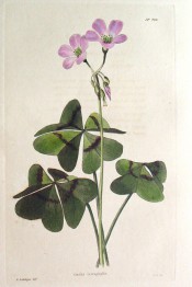 Shown are leaves with 4 leaflets with a brownish line across and purple-pink flowers.  Loddiges Botanical Cabinet no.790, 1824.