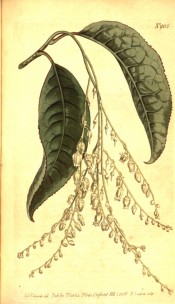 The image shows leaves and drooping racemes of small, urn-shaped white flowers.  Curtis's Botanical Magazine t.905, 1806.