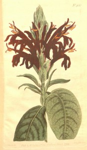 Figured are heavily veined leaves and terminal raceme of tubular deep red flowers.  Curtis's Botanical Magazine t.432, 1799.
