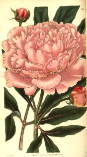 Figured are deeply divided leaves and rose pink very double flower. Curtis's Botanical Magazine t.2888, 1829.