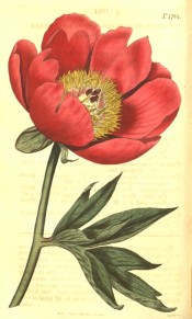 The image shows deeply cut leaves and single, cup-shaped deep red  flower.  Curtis's Botanical Magazine t.1784, 1815.