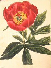 Figured are deeply divided leaves and bright red single flower with prominent stamens. Loddiges Botanical Cabinet no.1075, 1825.