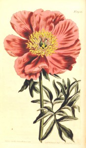 Figured are deeply divided leaves and deep pink single flower with prominent stamens.  Curtis's Botanical Magazine t.1422, 1811.
