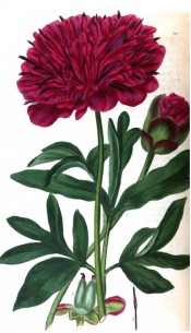 Figured are deeply divided leaves and deep red, very  double flower.  British Flower Garden vol.1, t.19, 1823-25.