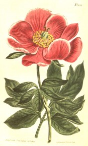 Depicted are deeply cut leaves and single, bowl-shaped, glistening, deep red flowers.  Curtis's Botanical Magazine t.1050, 1807.