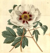 Shown are divided leaves and single white flower with purple blotch at the petal base. Curtis's Botanical Magazine t.2175, 1820.