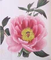 Figured are deeply cut leaves and cup-shaped deep pink, semi-double flower.  Loddiges Botanical Cabinet no.1035, 1825.