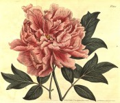 Figured are deeply divided leaves and pink very double flower . Curtis's Botanical Magazine tt.1154, 1808.