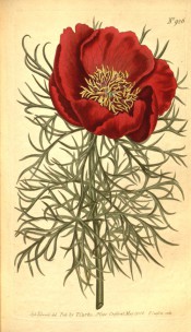 Figured are fern-like leaves and single, cup-shaped, deep red flower.  Curtis's Botanical Magazine t.926, 1806.
