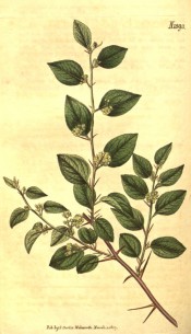 Figured are spiny stems, ovate leaves and axillary clusters of small yellow flowers.  Curtis's Botanical Magazine t.1893, 1817.