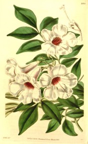 Shown is a twining climber with pinnate leaves and white, red flushed trumpet flowers. Curtis's Botanical Magazine t.4004, 1843.