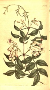 Shown is a climber with pinnate leaves and narrow trumpet-shaped red and white flowers. Curtis's Botanical Magazine t.865, 1805.