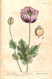 The illustration shows a single mauve-purple poppy flower and seed capsule.  Blackwell pl.482, 1739.