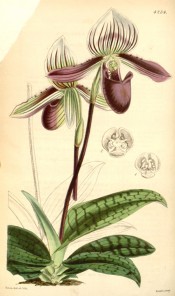 Shown are the striped and blotched leaves and purple and white ladies' slipper flower. Curtis's Botanical Magazine t.4234, 1846.