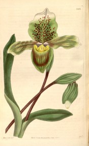 Figured are leaves and green ladies' slipper flowers marked with purple.  Curtis's Botanical Magazine t.3412, 1835.