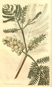 Figured are pinnate leaves and globular heads of white flowers in elongated spikes.  Curtis's Botanical Magazine t.2108, 1818.