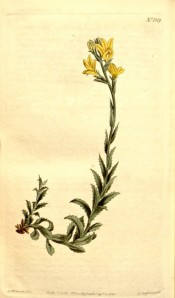 Shown are lance shaped, serrated leaves and terminal spike of deep yellow flowers.  Curtis's Botanical Magazine t.1319, 1810.