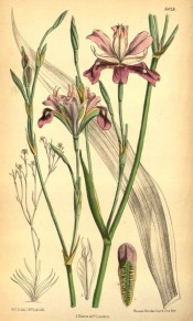 Shown is flowering stem, the flowers  brown-purple, the standards whitish.  Curtis's Botanical Magazine t.6428, 1879.