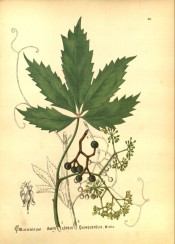 Figured are toothed, palmate leaves, small green-yellow flowers and black berries.  Medicinal Plants vol.1, p.40, 1892.