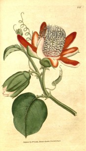 This passionflower has ovate leaves and nodding, bowl-shaped, carmine-red flowers.  Curtis's Botanical Magazine t.66, 1788.