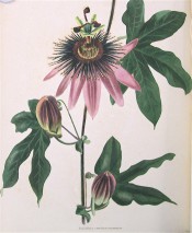 Figured are lobed leaves and mauve flowers with prominent, purple corona filaments.  Loddiges Botanical Cabinet no.573, 1821.