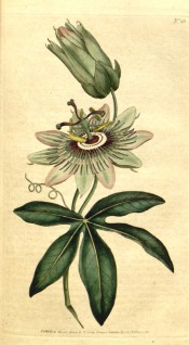 Figured are lobed leaf and whitish passion flower with blue and white zoned corolla.  Curtis's Botanical Magazine t.28, 1787.
