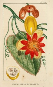 Figured is a heart-shaped leaf, bright red flower and yellow, plum-shaped fruit.  Descourtilz vol.5, pl.350, 1820-29.