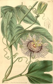 Figured are 3-lobed leaves and white flowers with white and purple zonal corolla.  Curtis's Botanical Magazine t.3697, 1838.