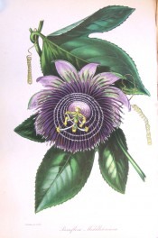 Shown are 3-lobed leaves and greenish-purple flower with purple corolla filaments.  Paxton's Magazine of Botany p.51, 1842.