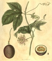 Shown are 3-lobed leaves, white flowers with purple zonal corolla and purple fruit.  Curtis's Botanical Magazine t.1989, 1818.