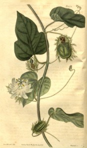 Figured are vine-like leaves, white passionflower and feathery fruit capsules.  Curtis's Botanical Magazine t.2619, 1826.