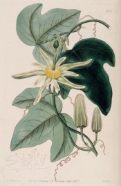Figured are 3-lobed leaves and white flowers with prominent yellow stamens.  Botanical Register f.737, 1823.