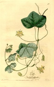 Figured are vine-like leaves and small, yellow passionflowers.  Botanical Register f.79, 1816.