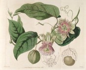 Shown are ovate leaves, green passionflowers with red and white corolla filaments and fruits.  Botanical Register f.94, 1816.