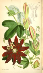 Figured are 3-lobed leaves, green and pink buds and vibrant red passionflowers.  Curtis's Botanical Magazine t.6129, 1874.