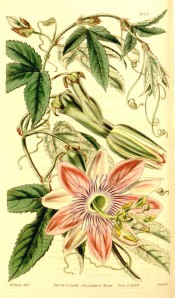 Figured are 3-lobed, toothed leaves and pale rose flowers, with a deep blue crown.  Curtis's Botanical Magazine t.4062, 1844.