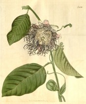 Figured are ovate leaves and pinkish-green flowers with blue and purple-red corona.  t.2041, 1819.
