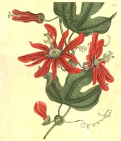 Figured are 3-lobed leaves and bright red passionflowers.  Curtis's Botanical Magazine t.2001, 1818.