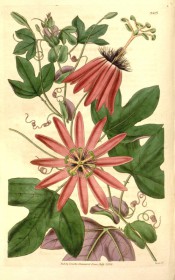 Figured are 3-lobed leaves, purple beneath, and red passionflowers.  Curtis's Botanical Magazine t.3503, 1836.