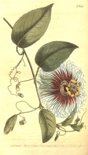 Figured are toothed ovate leaves and purple passionflowers with blue filaments.  Curtis's Botanical Magazine t.651, 1803.